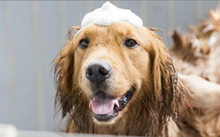4 Reasons Why Your Dog Might Need Regular Baths