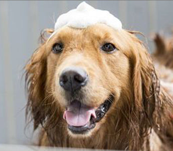 4 Reasons Why Your Dog Might Need Regular Baths