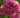 Roses For Small Gardens
