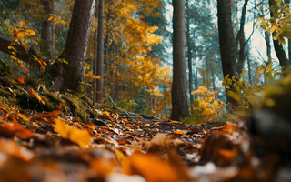 What to Look for in a Campsite This Autumn (+ How to Make Setup Simple with Colapz)